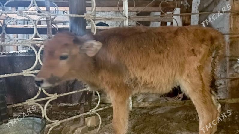 Şiwes göle öküzçe - Aşgabat - img 1