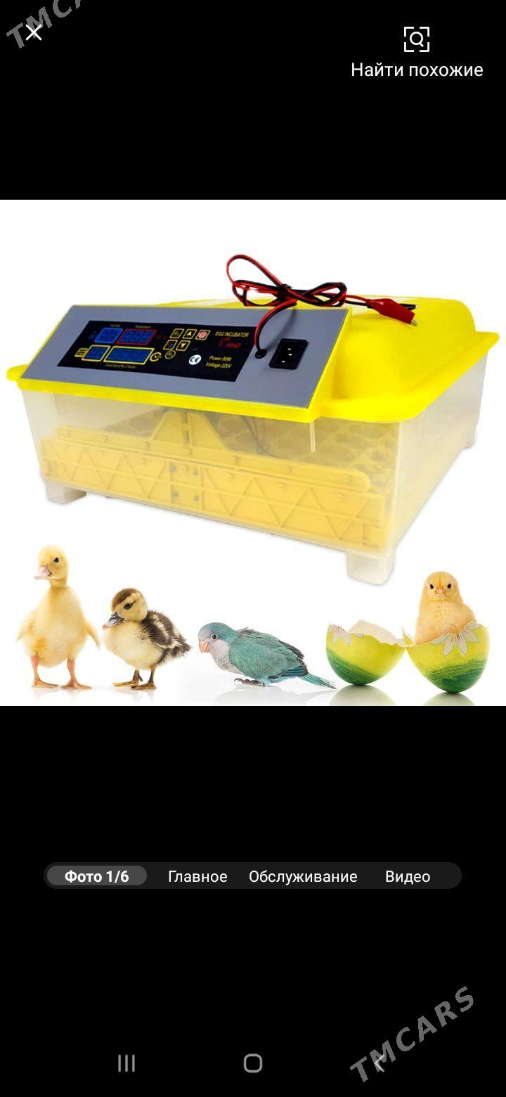 inkubator 48 инкубат - Türkmenabat - img 1