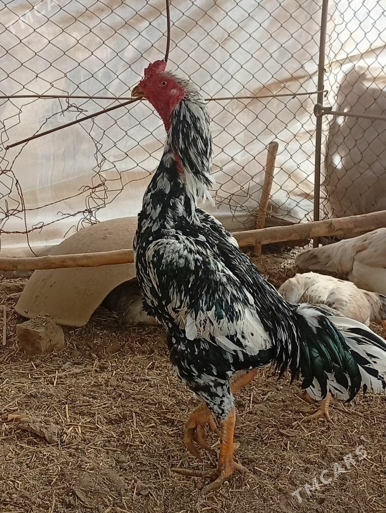 baýes - Baýramaly - img 1