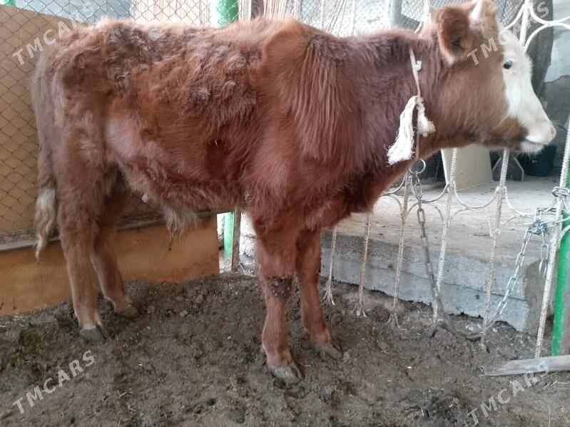 Okuz - Aşgabat - img 1