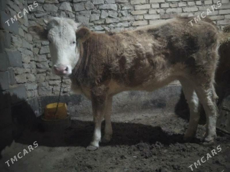 Tohum tŭwe - Гызыларбат - img 1