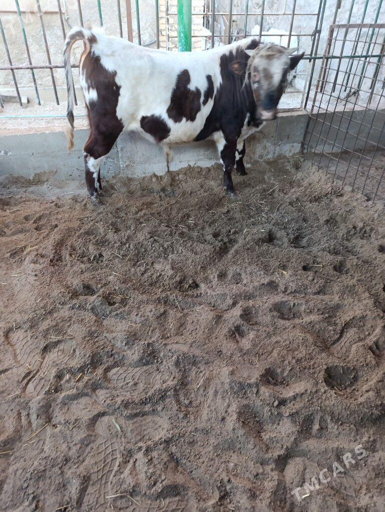 Okiz - Балканабат - img 1