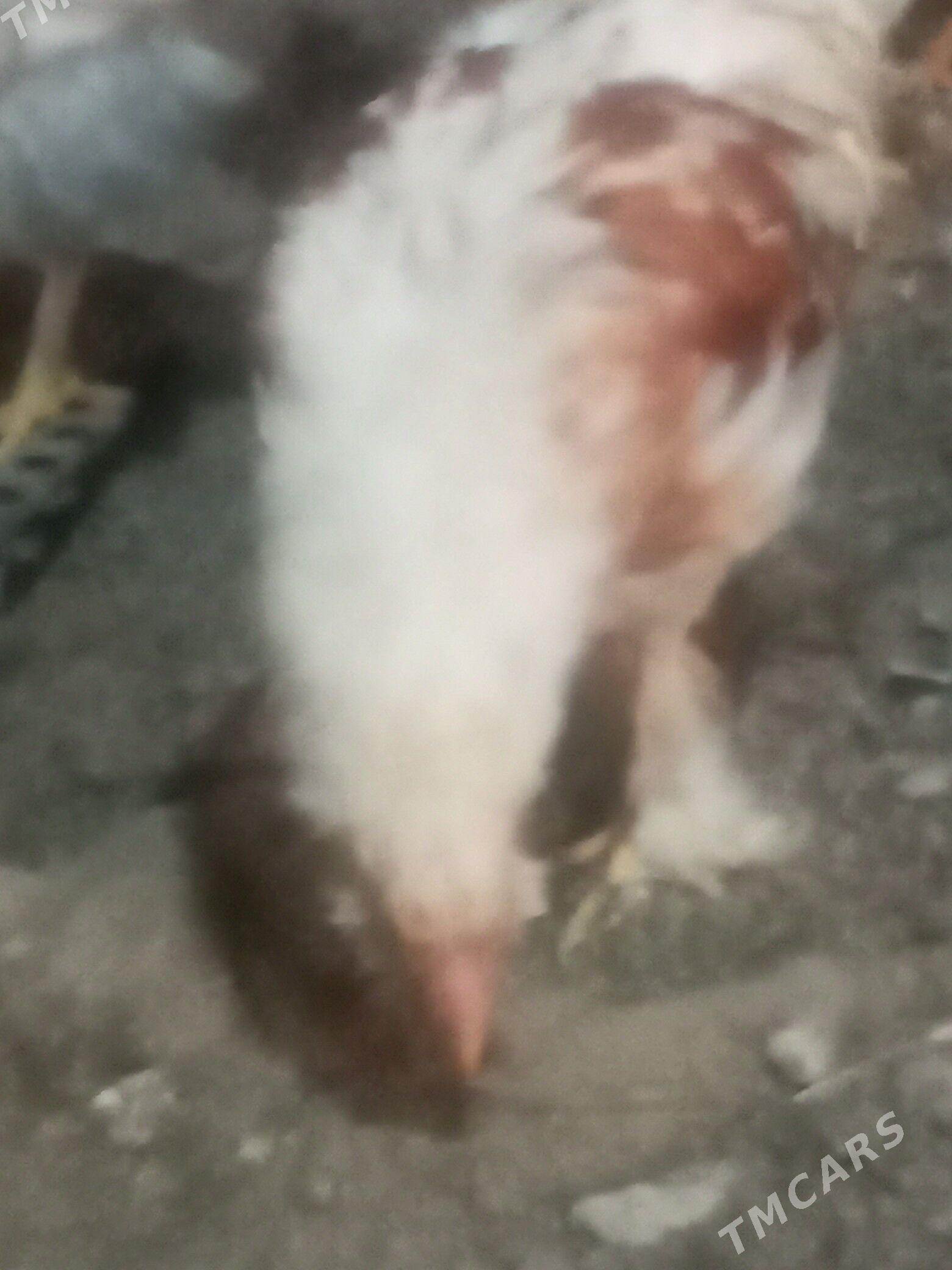 4 ay bolan jujeler - Мары - img 1