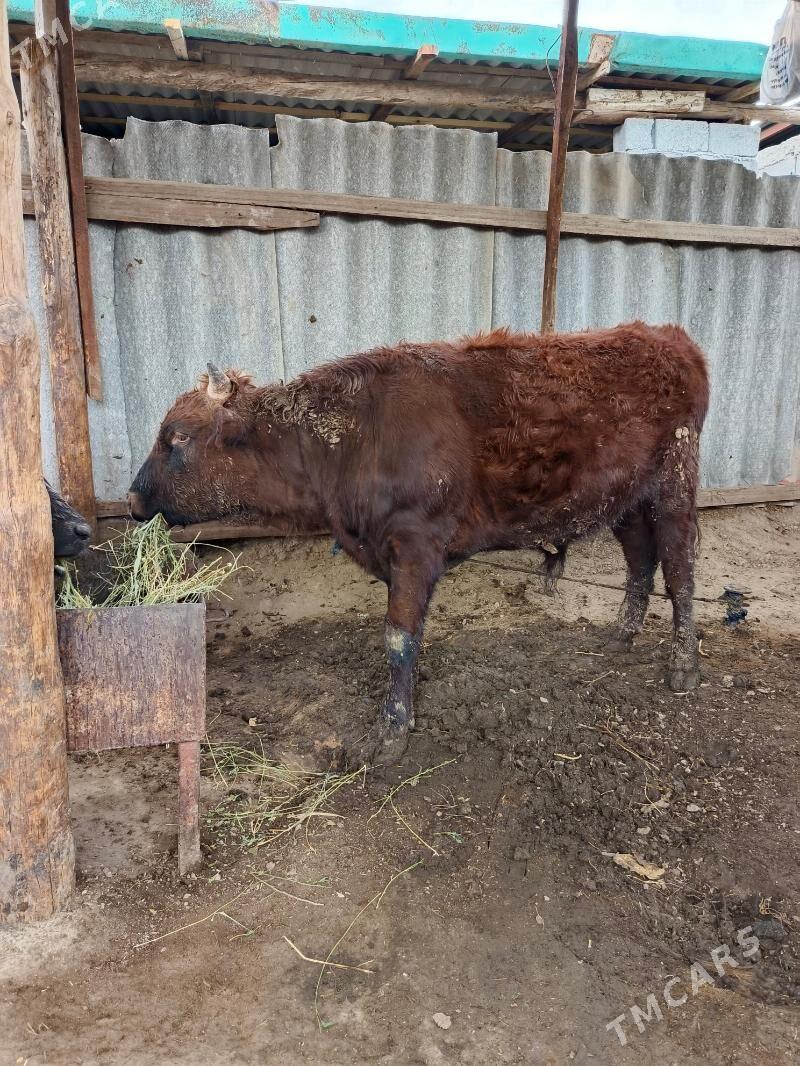 Okuz - Багир - img 1