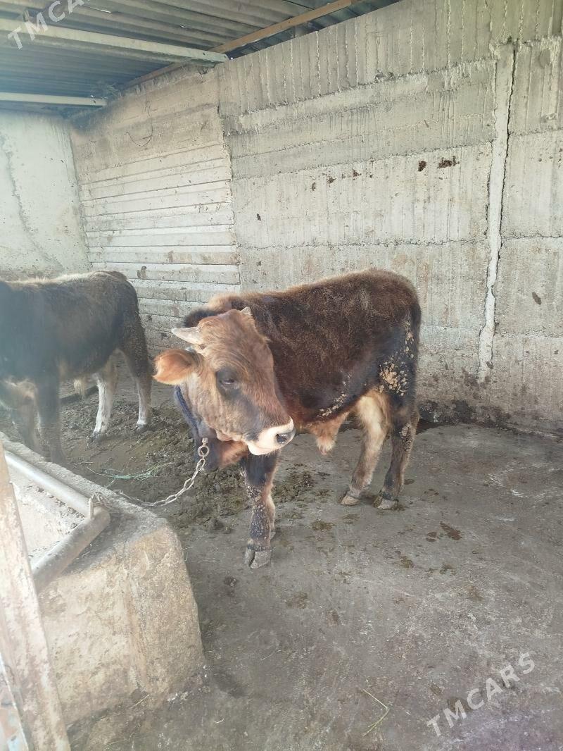 okuz 2sany - Гёкдже - img 1