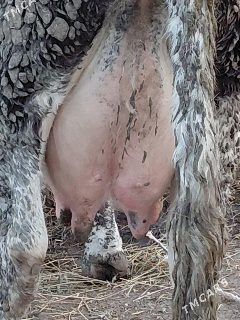 GIBIRIT GOLELI SYGYR. - Бахарден - img 1