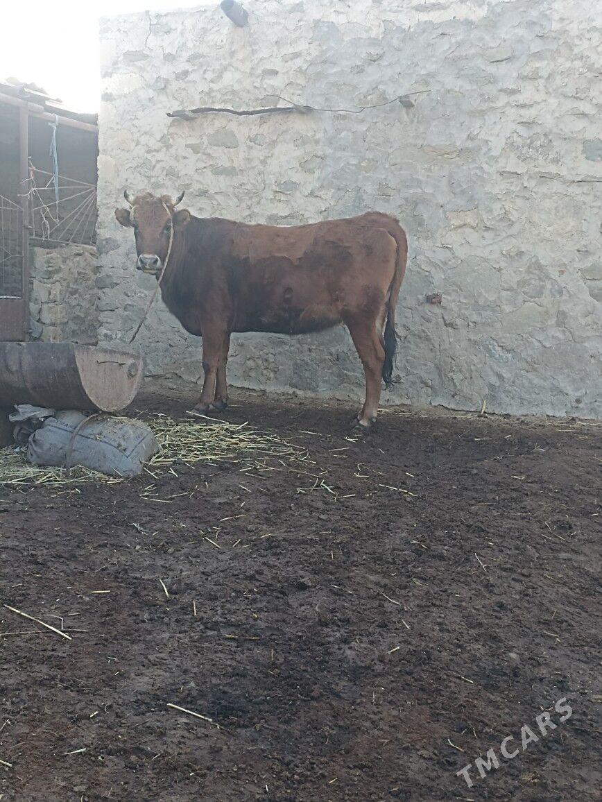 Semiz gacar - Bereket - img 1