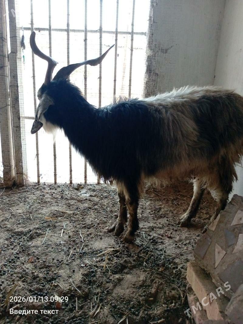 Geçi - Gökdepe - img 1