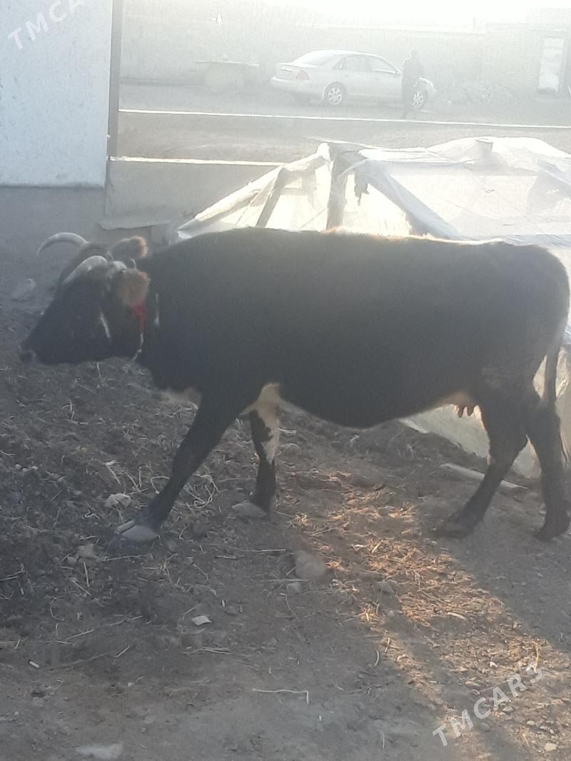 sygyr - Бахарден - img 1