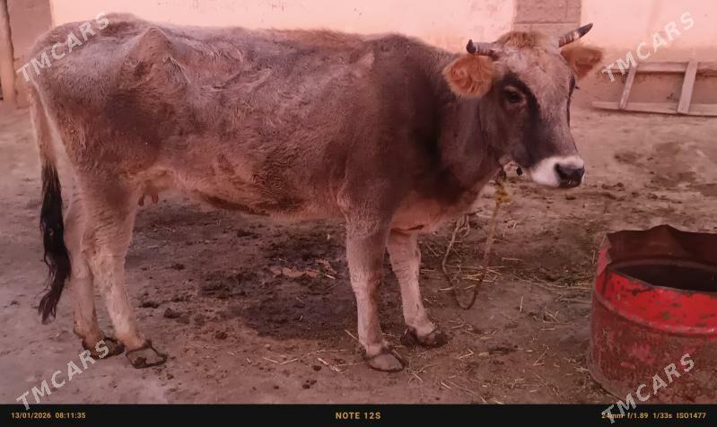 şwes sygyr - Büzmeýin - img 1