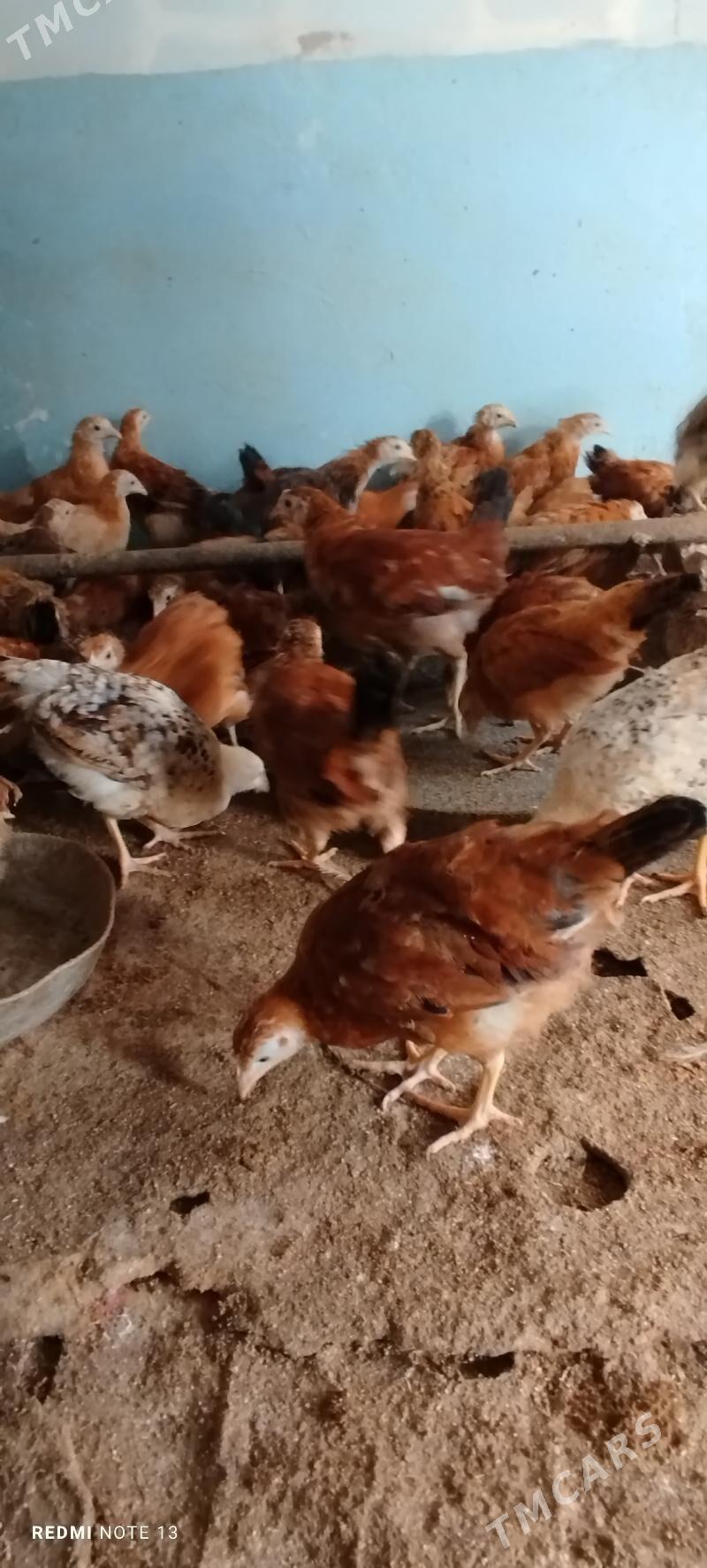 Towuk juüjd - Tejen - img 1