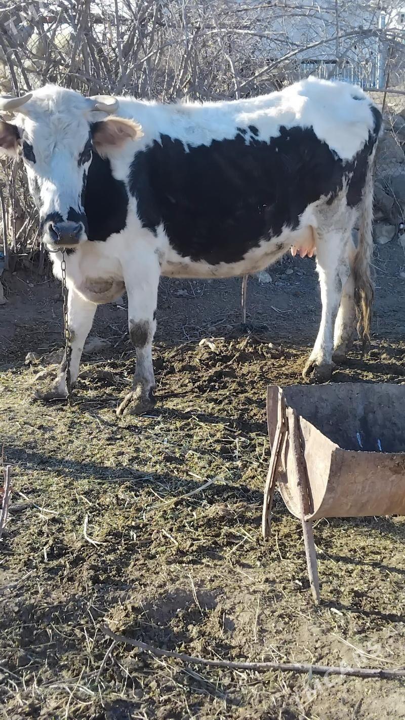 göleli sygyr - Бахарден - img 1