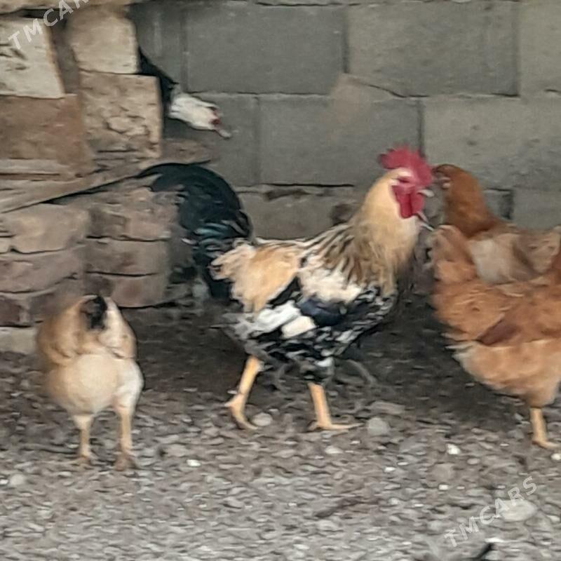 horoz towuk - Гызыларбат - img 1