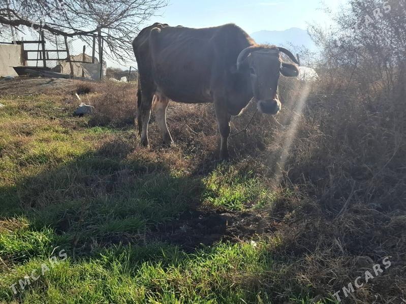 Sagylýan sygyr - Гёкдепе - img 1