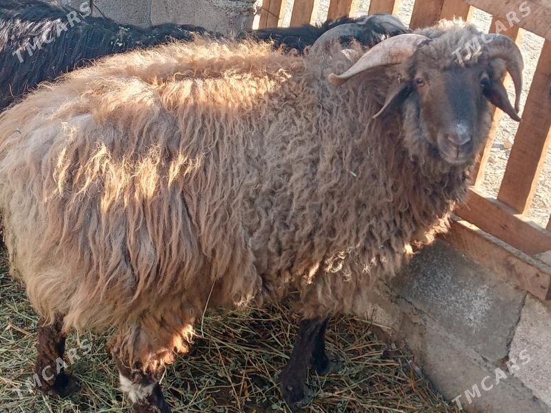 goç - Бахарден - img 1