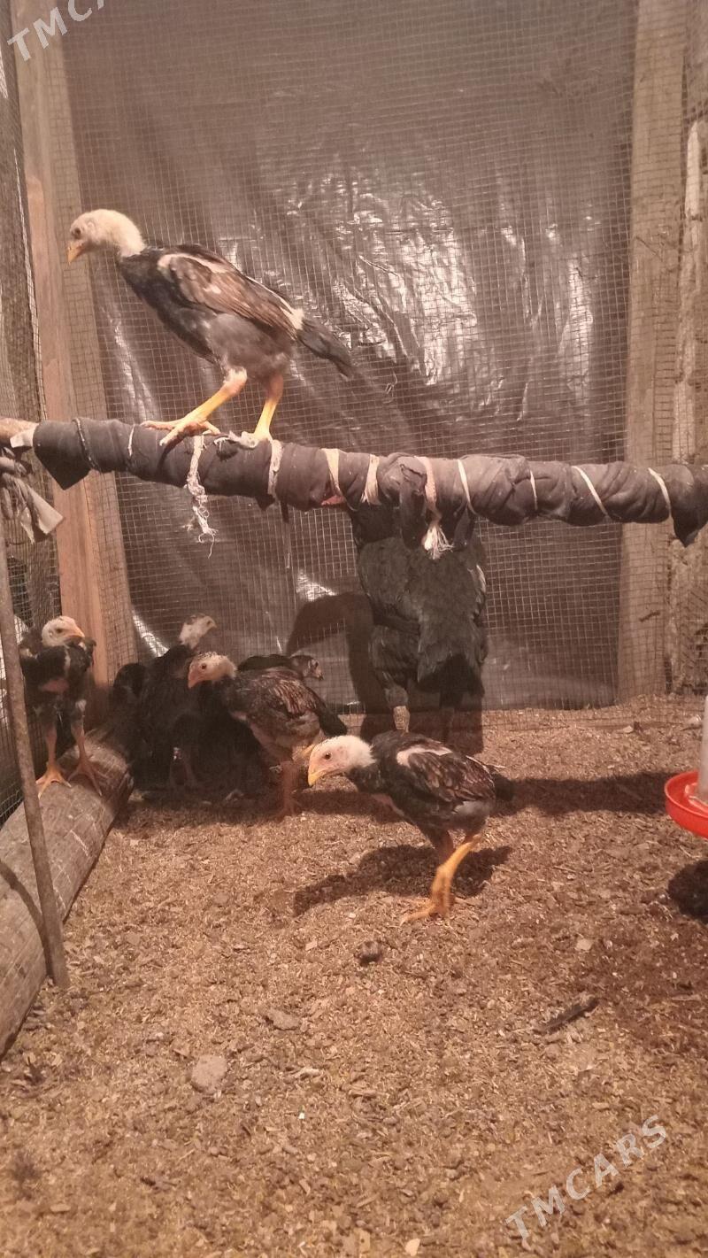 O ŞAMO KOREY!!! - Керки - img 1