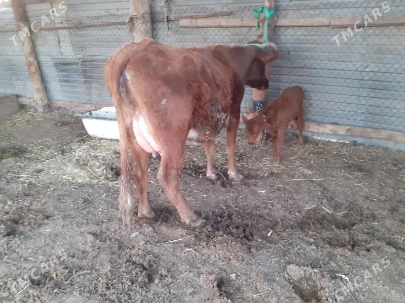 saglyk sygyr - Сакар - img 1