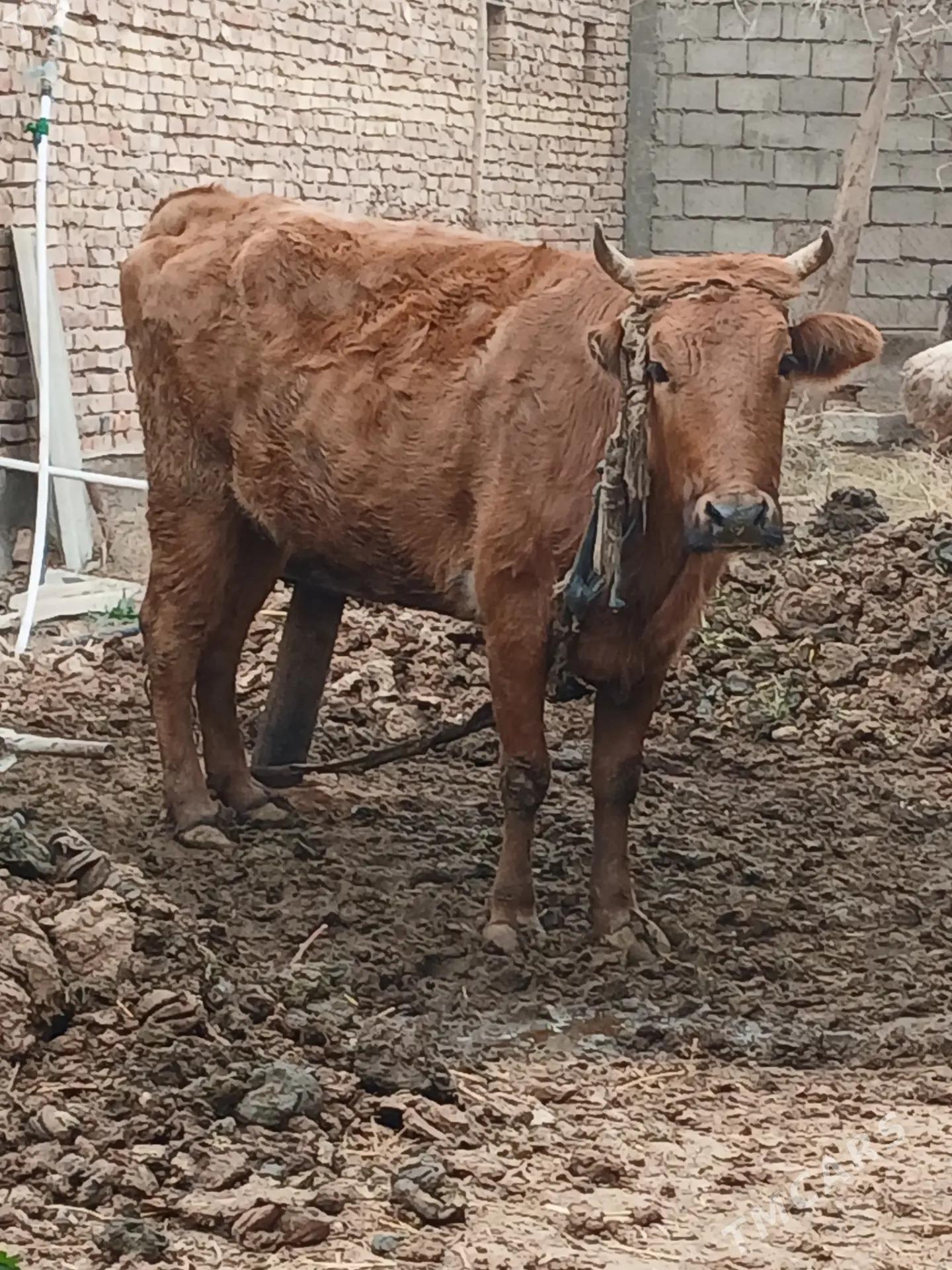 Sygyz bogaz - Tejen - img 1