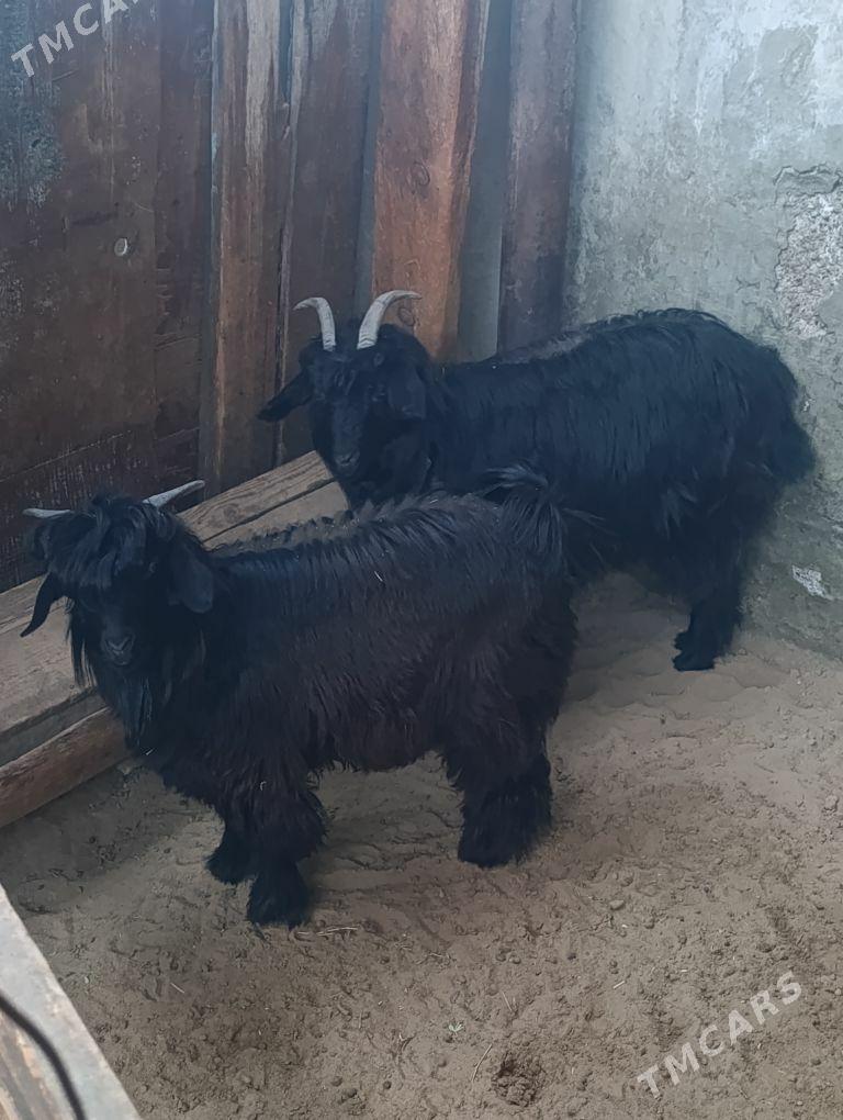 ÇEWIŞ DOG - Hitrowka - img 1