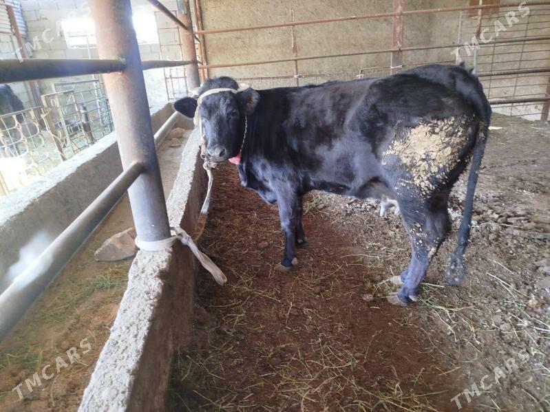 Sygyr - Büzmeýin - img 1