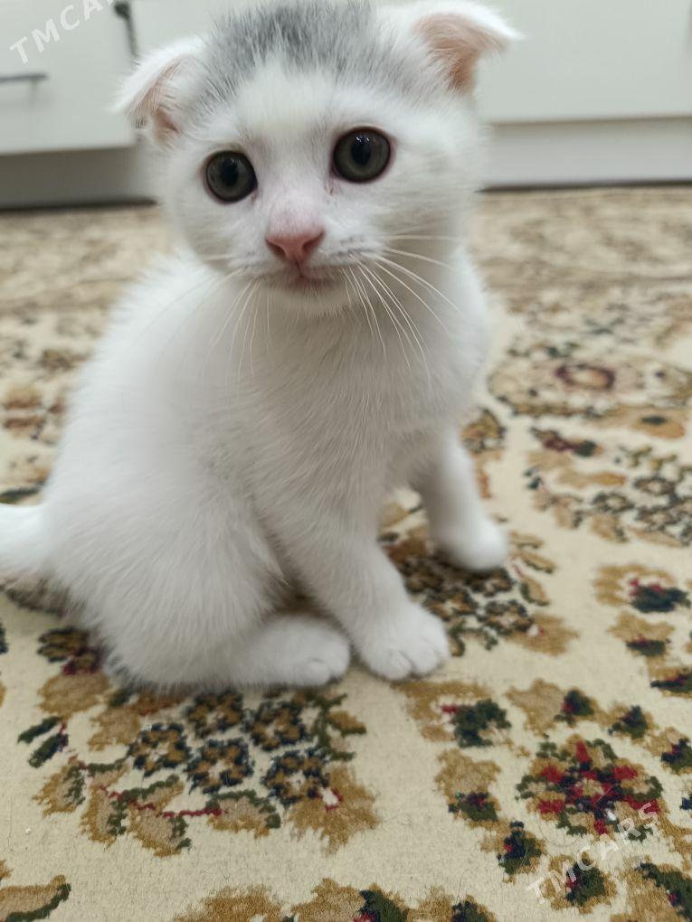 pisik - Ашхабад - img 1