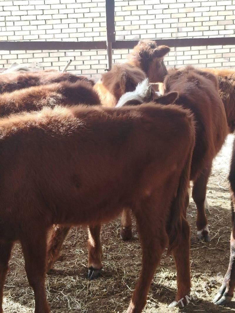 Gulajyn - Мары - img 1