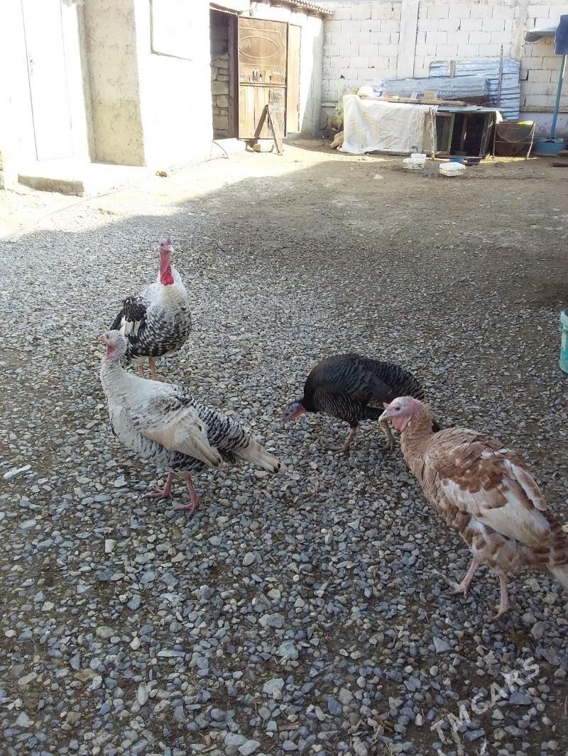 induk - Gyzylarbat - img 1