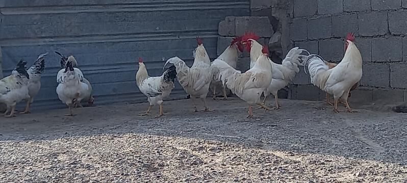 Horaz Loman Sendi, Adler, Suss - Aşgabat - img 1