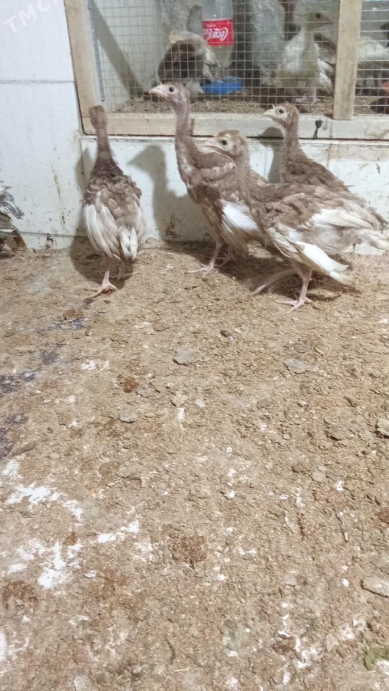 INDUK - Херрикгала - img 1