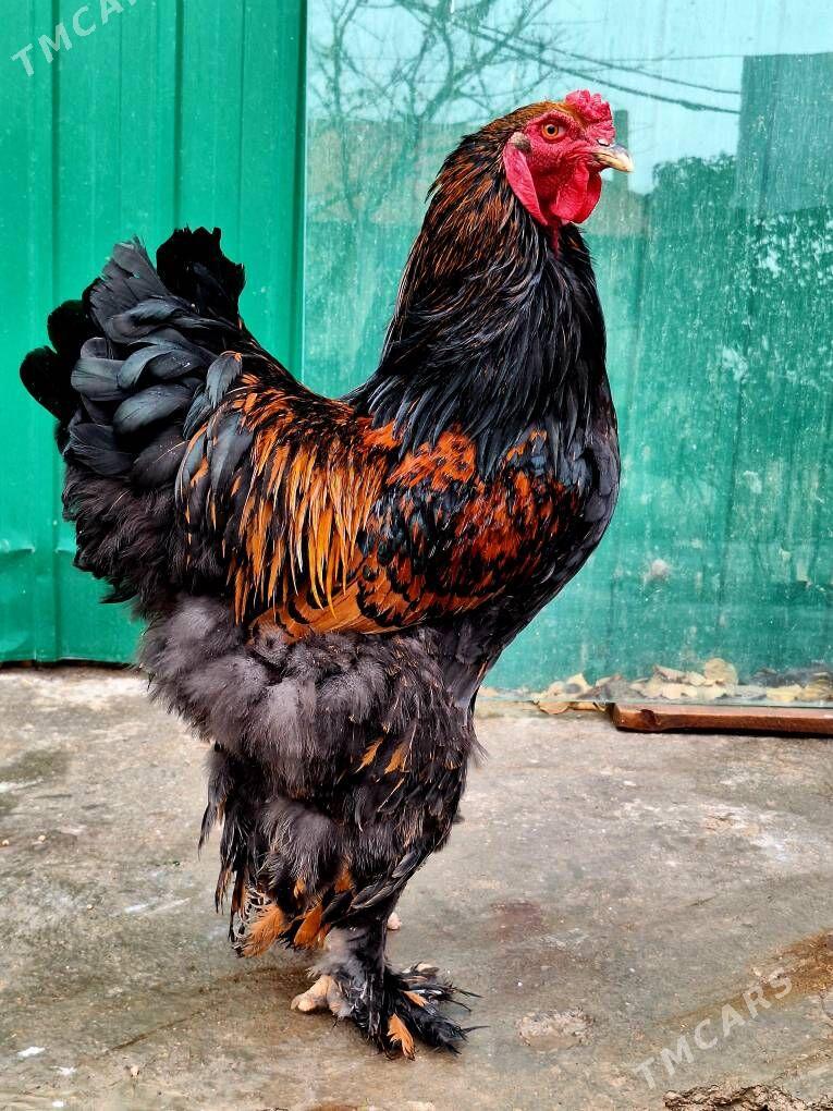 brama - Ашхабад - img 1