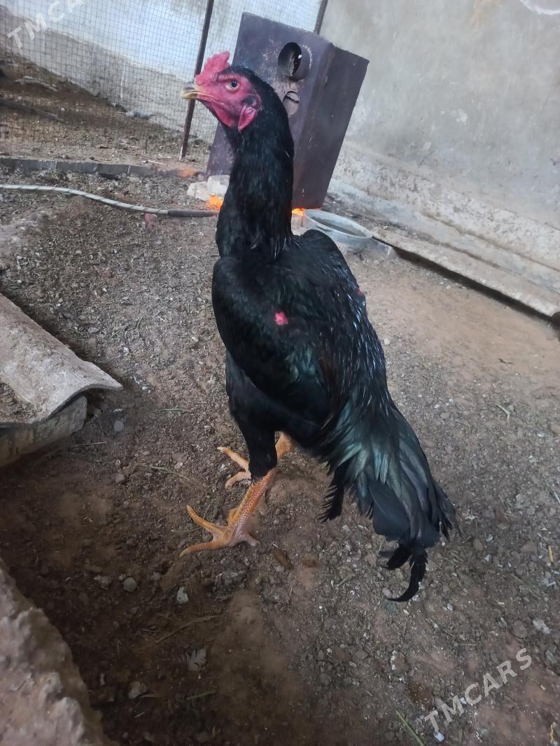 bayyes horoz - Mary - img 1