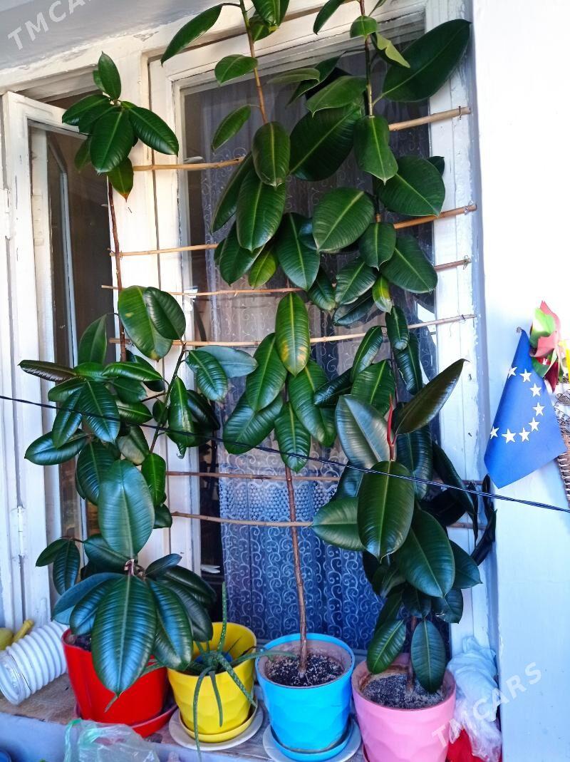 фикус - Ашхабад - img 1