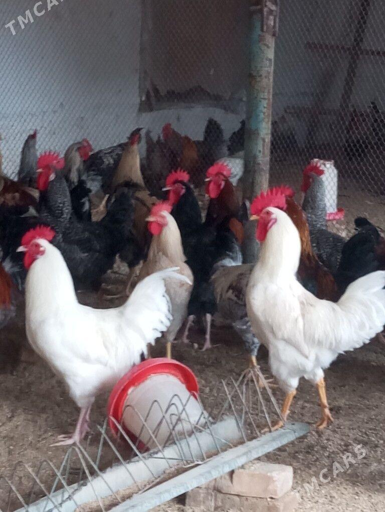 gigant horazlar - Туркменабат - img 1