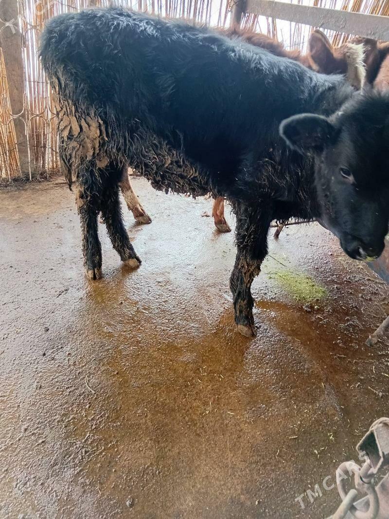 Tuwe - Гарадамак Шор - img 1