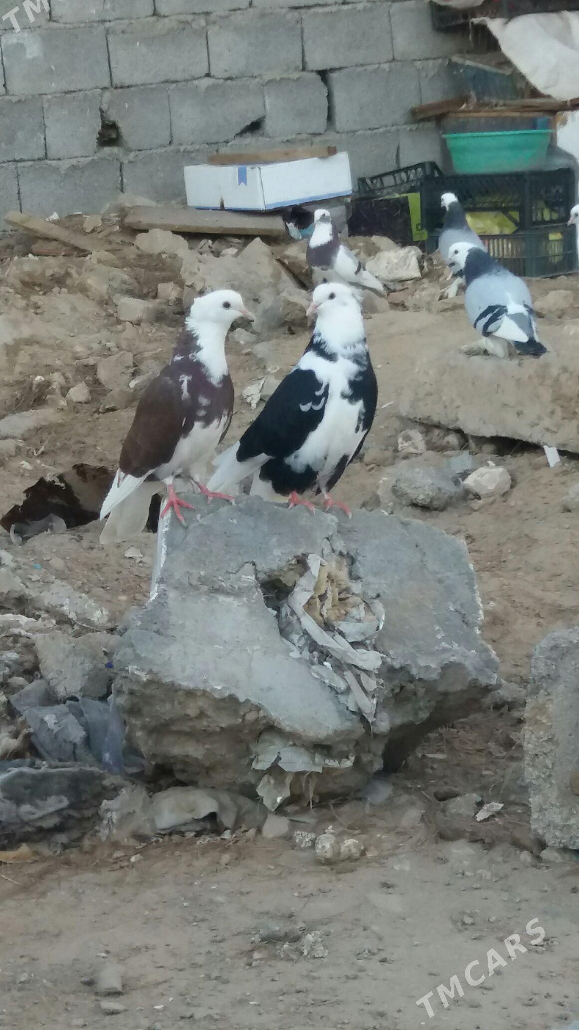 Kepderi - Ак-Бугдайский этрап - img 1