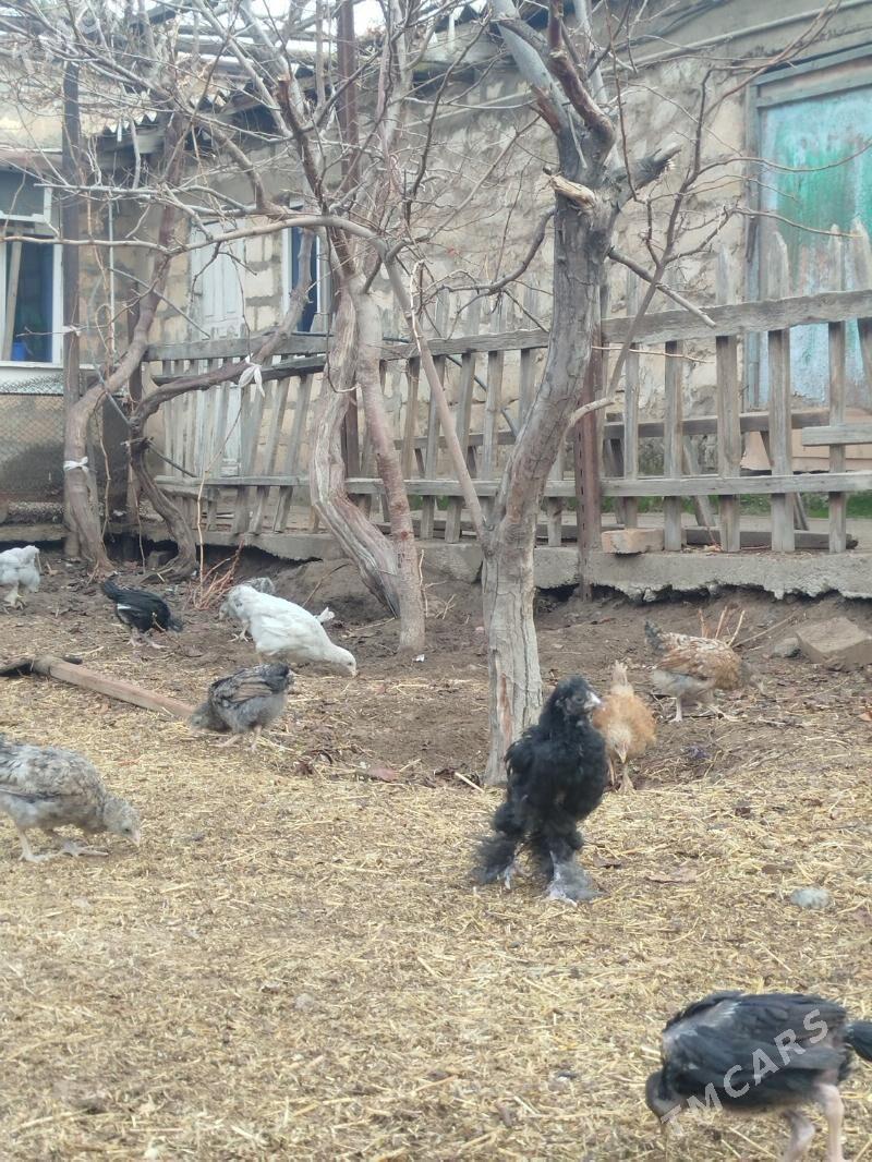 juyjeler - Гызыларбат - img 1