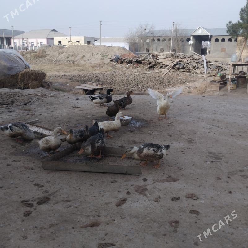 őrdek ÿaşyl baş - Wekilbazar - img 1