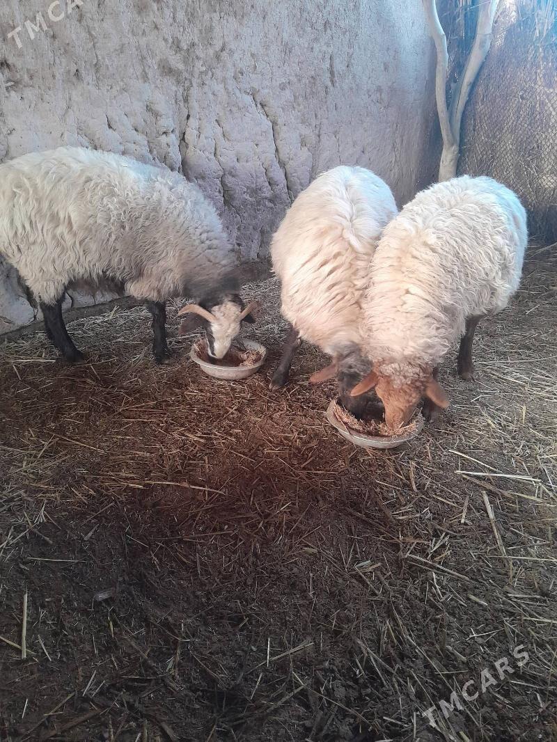 Goÿunlar - Görogly (Tagta) - img 1