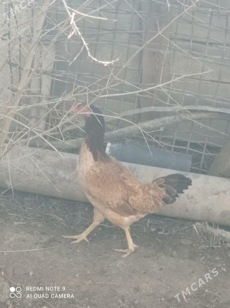 tasgent towuk - Gyzylarbat - img 1