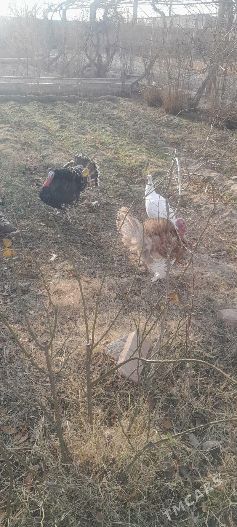 induk - Kaka - img 1