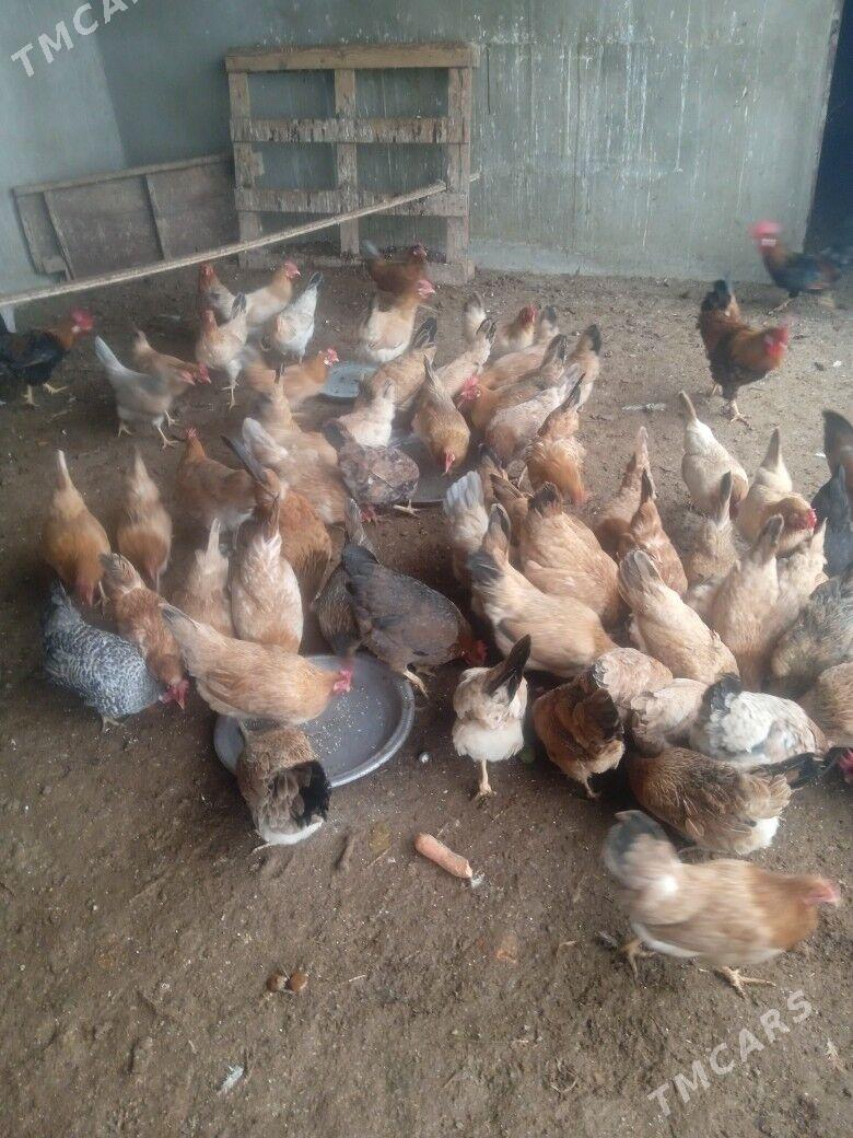 Turkmen towuk - Гёкдепе - img 1