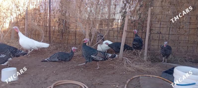 INDUK - Tejen - img 1