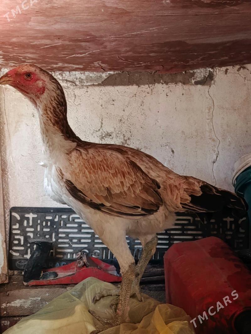 ozbek maki - Балканабат - img 1