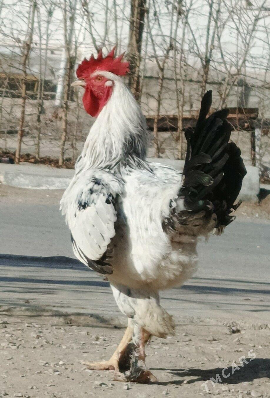 Armiyan Horaz - Balkanabat - img 1