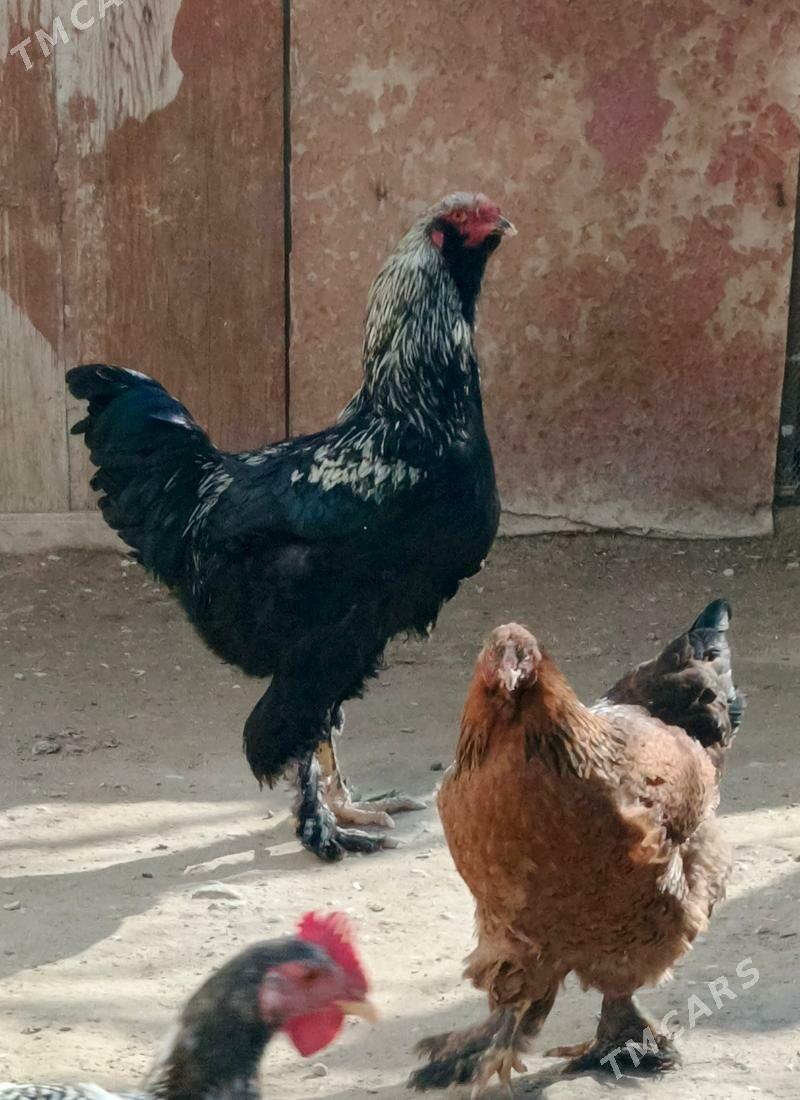 Paroda Horaz - Balkanabat - img 1