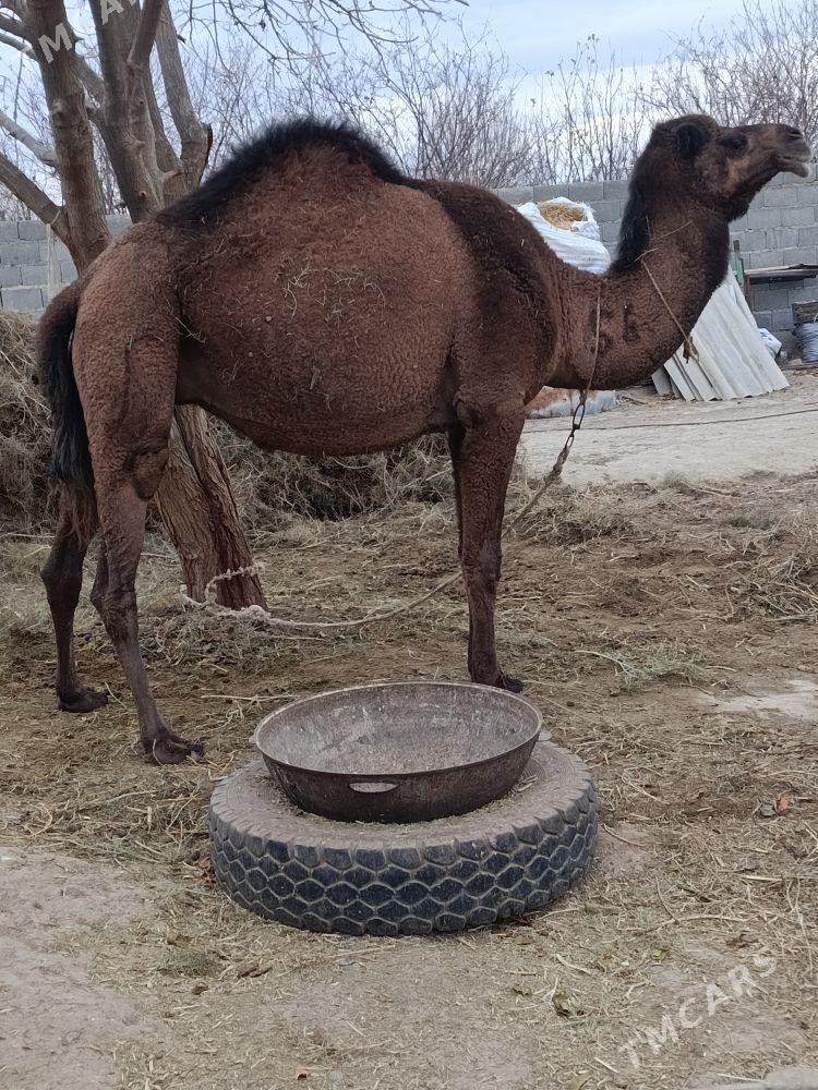 bakylan düye - Бахарден - img 1