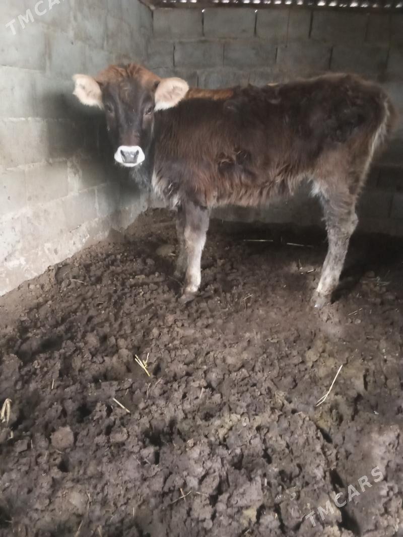 öküz tüwe - Бузмеин - img 1