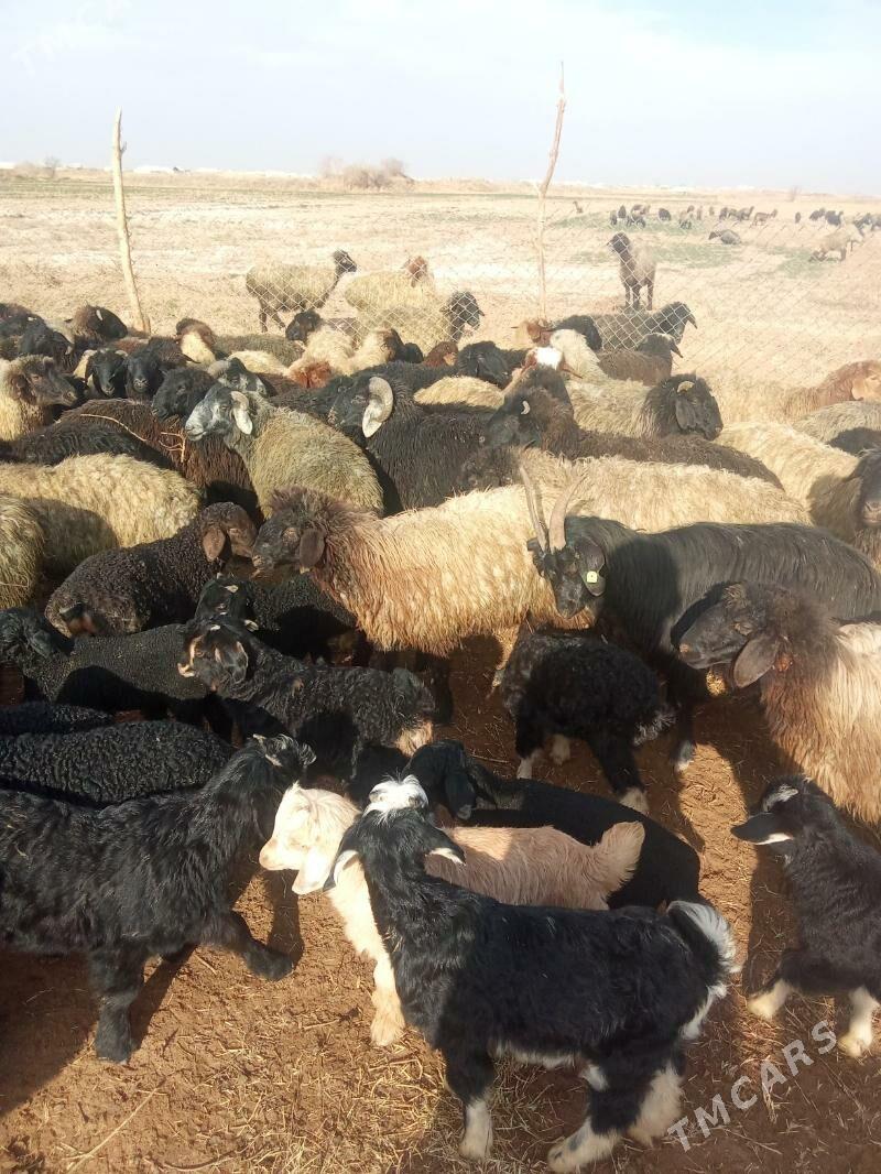 Tokly - Бабадайхан - img 1