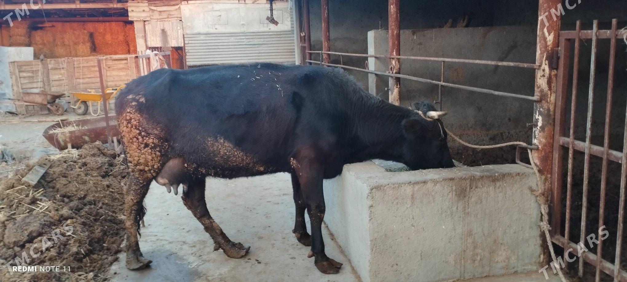 Göleli sygyr - Гёкдепе - img 1