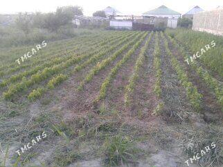 Uzum sitil - Gökdepe - img 1